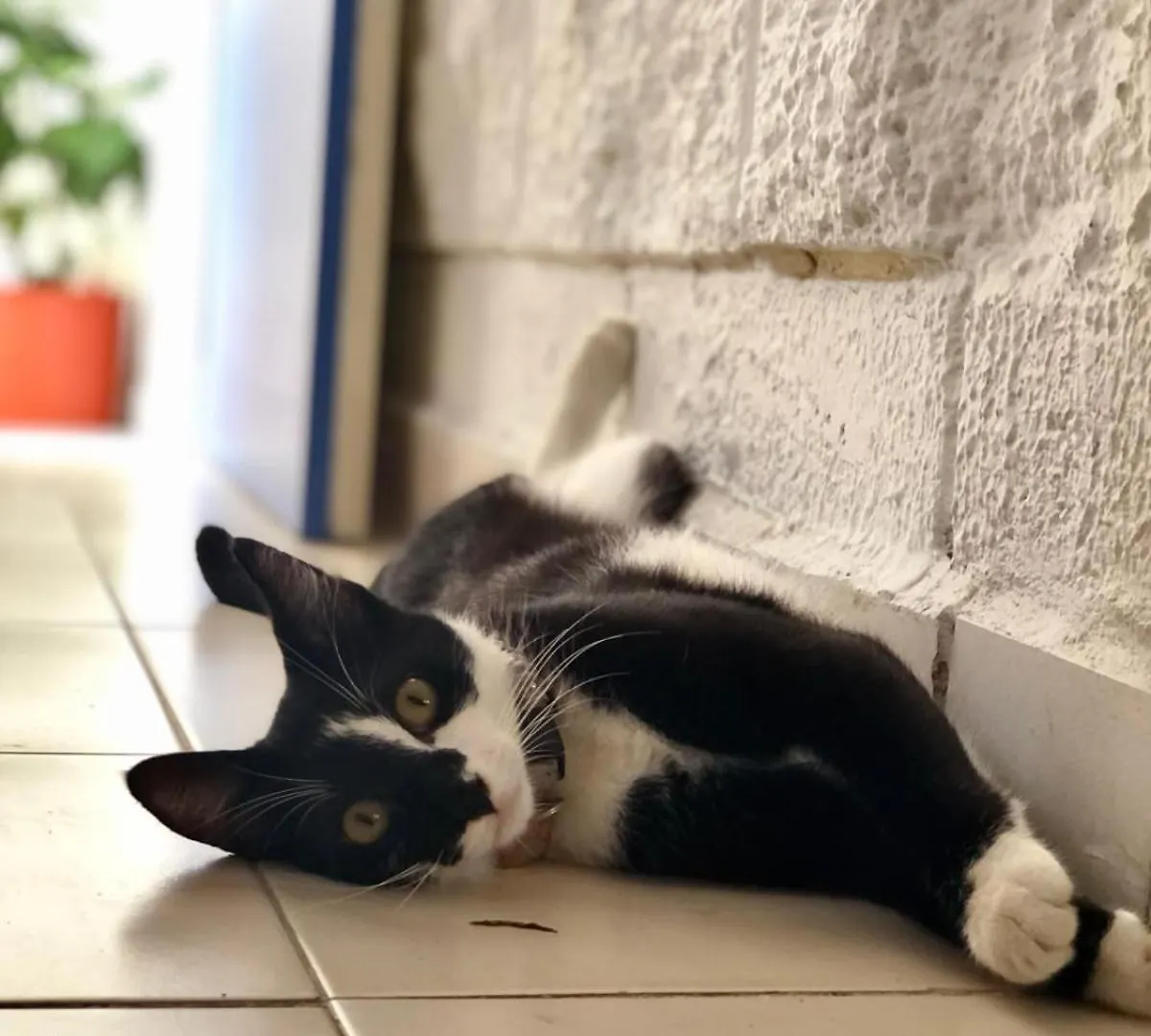 Gæstehus Casa Palmita Hotel Playa del Carmen